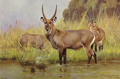 Wasserbock von after Wilhelm Kuhnert