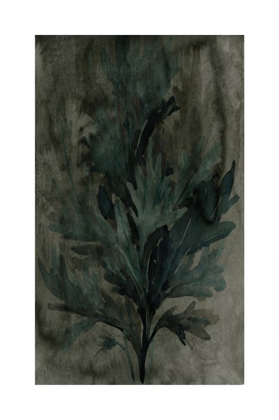Tiefgrünes Laub von cartissi