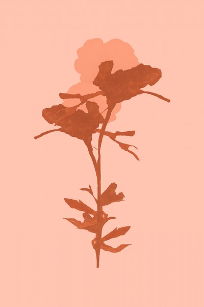 Warme botanische Blüte von cartissi