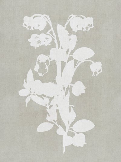 Weiße Botanische Blüten von cartissi