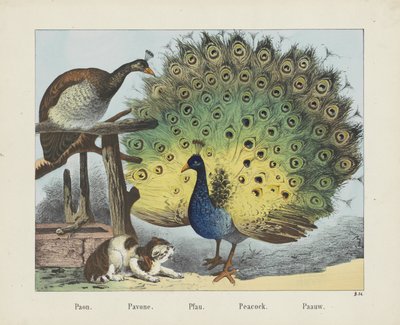 Pfau von firma Joseph Scholz