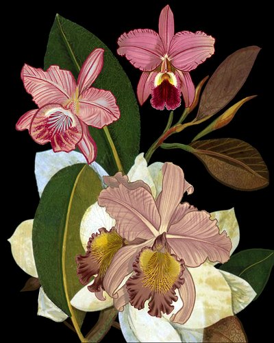 Elegante Rosa Orchideen von giovanna nicolo
