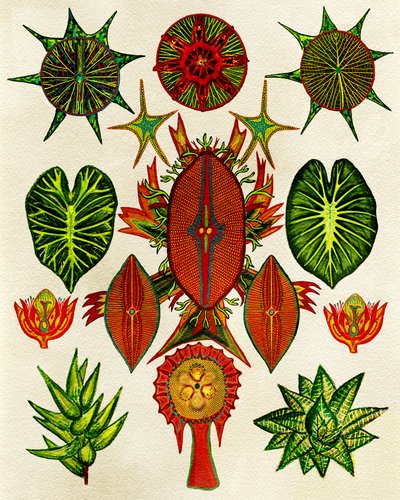 Komplexe Naturillustration von giovanna nicolo