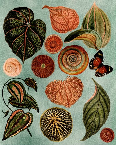 Vintage botanische Studie von giovanna nicolo