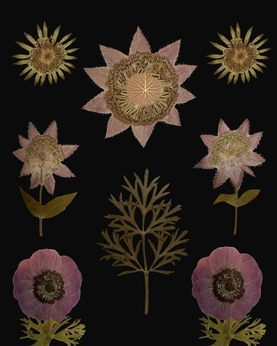 Vintage Getrocknete Blumen von giovanna nicolo