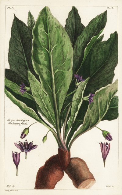 Alraune, weiblich, Mandragora officinarum, Atropa mandragora, weibliche Alraune von the Younger Dupin