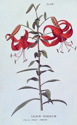 Lilium Tigrinum Tiger Lily Von Lantrotrofia Ossia La 145224