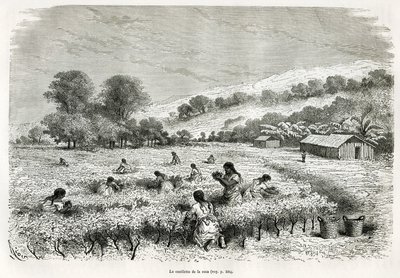 Pflücken der Kokablätter im Ituata-Tal, Zeichnung von E.Riou, zur Illustration der Reise in die Titicaca-Region und die Täler im Osten von Unterperu, 1873 von Paul Marcoy. Kupferstich in Le tour du monde von Edouard Riou