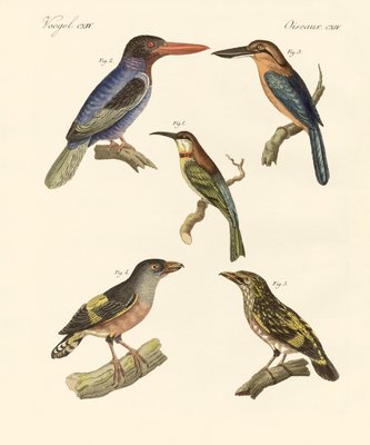 Schone Auslandische Vogel Von German School 323902