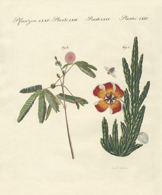 奇妙な植物 作 ドイツ語学校