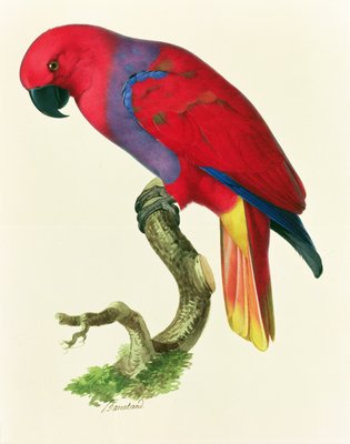 Roter Papagei Von Jacques Barraband Als Kunstdruck