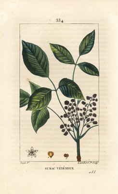Giftige Liane Gifteiche Toxicodendron Pubescens Han 946035