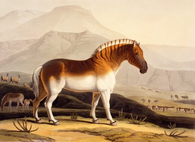 Die Quahkah Von Afrikanische Landschaft Und Tiere 180
