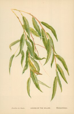 柳の葉 アートプリントとして