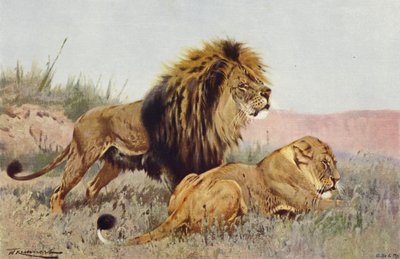 Lowe Und Lowin Von After Wilhelm Kuhnert