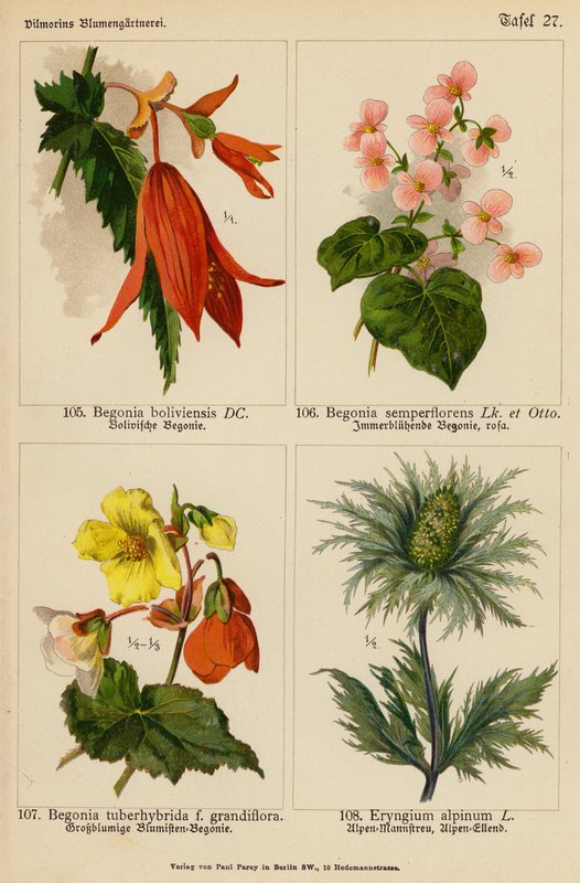 Begonia Boliviensis, Begonia Semperflorens, Begonia Tuberhybrida, Eryngium Alpinum von (after) German School