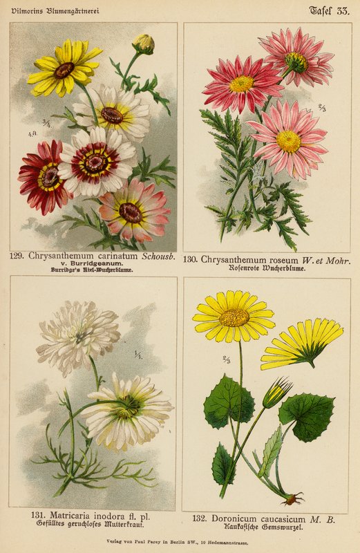 Chrysanthemum Carinatum, Chrysanthemum Roseum, Matricaria Inodora, Doronicum Caucasicum (Farblithografie) von (after) German School