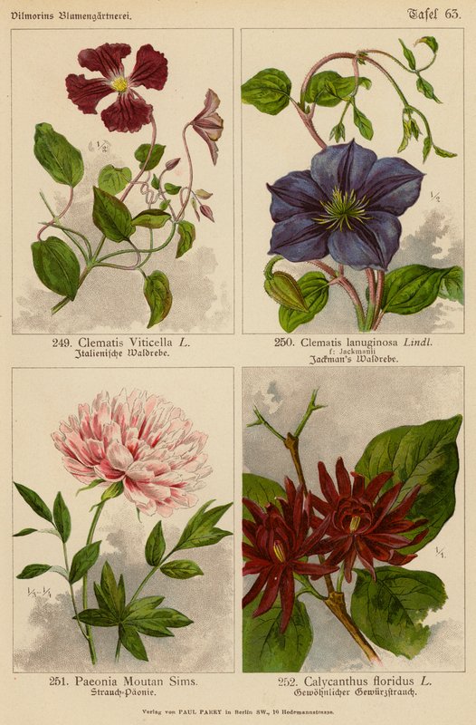 Clematis Viticella, Clematis Lanuginosa, Paeonia Moutan Sims, Calycanthus Floridus von (after) German School