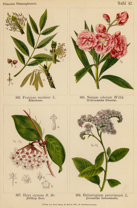 Fraxinus Excelsior, Nerium Odorum, Hoya Carnosa, Heliotropium Peruvianum von (after) German School