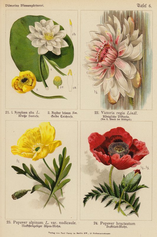 Nymphaea Alba, Nuphar Luteum, Victoria Regia, Papaver Alpinum, Papaver Bracteatum von (after) German School