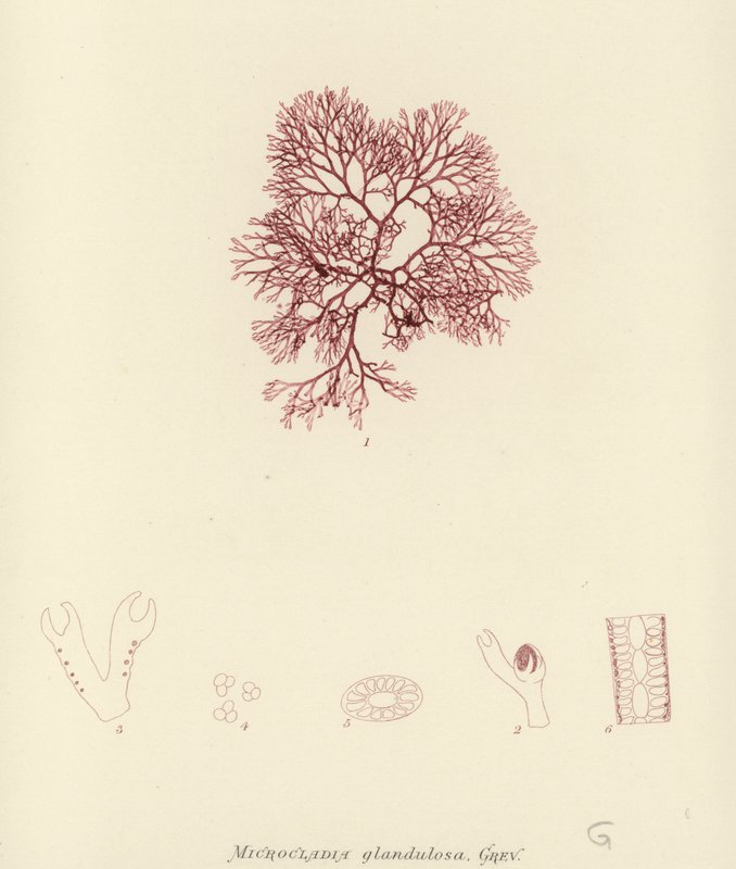 Britischer Seetang (naturgedruckt) von English School