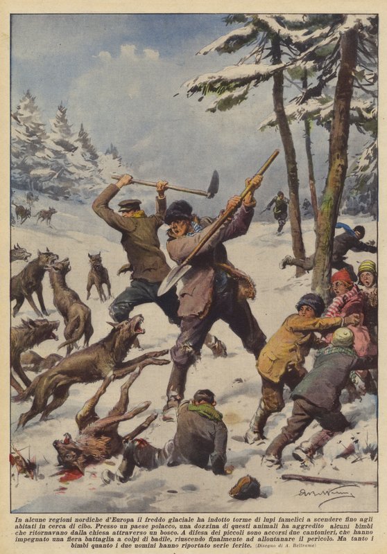 In einigen nördlichen Regionen Europas hat die eisige Kälte hungrige Wolfsrudel angelockt von Achille Beltrame