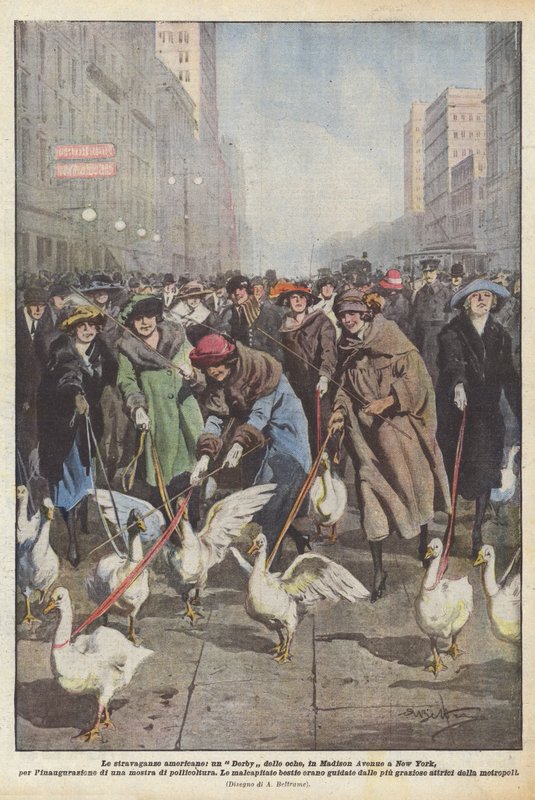 Die amerikanischen Extravaganzen, ein Gänse-Derby auf der Madison Avenue in New York zur Eröffnung von Achille Beltrame