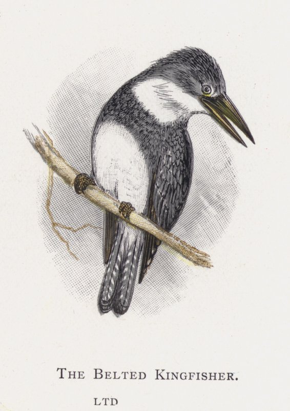 Der Gürteleisvogel von Alexander Francis Lydon