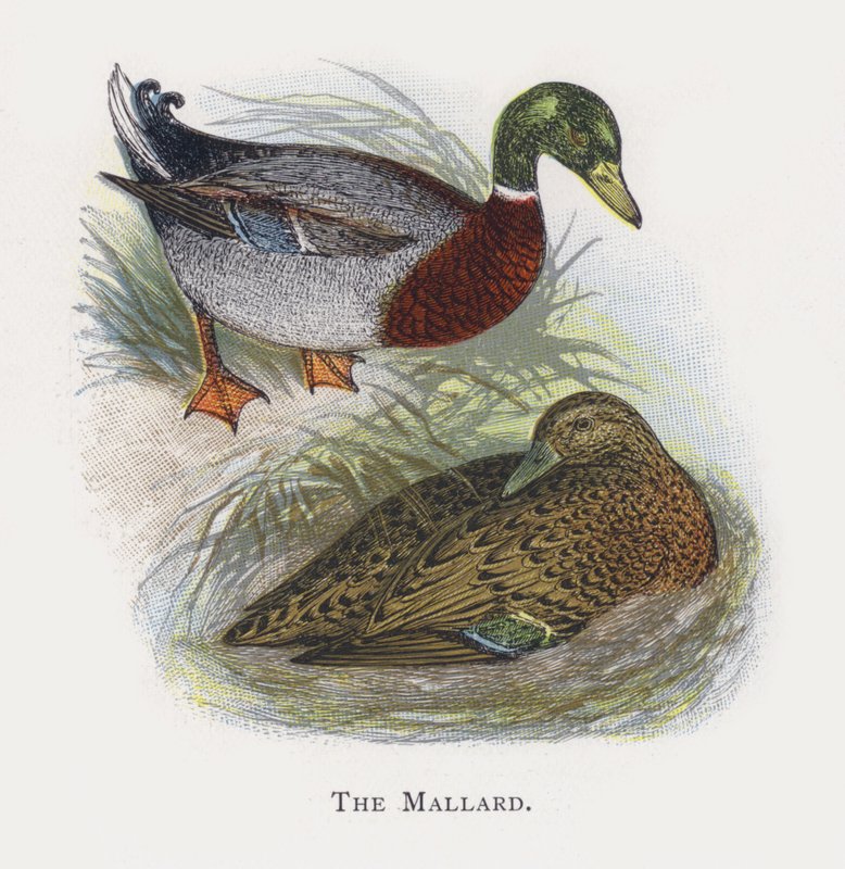 Die Stockente von Alexander Francis Lydon