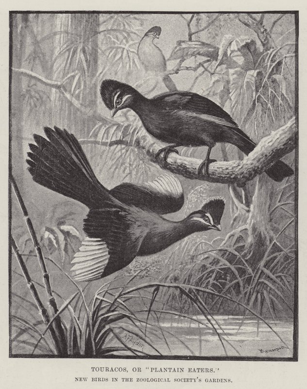 Turakos oder Bananenfresser, Neue Vögel in den Gärten der Zoologischen Gesellschaft von Alexander Francis Lydon