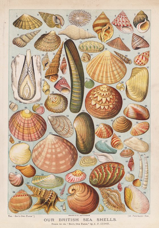 Britische Meeresmuscheln von Alexander Francis (after) Lydon