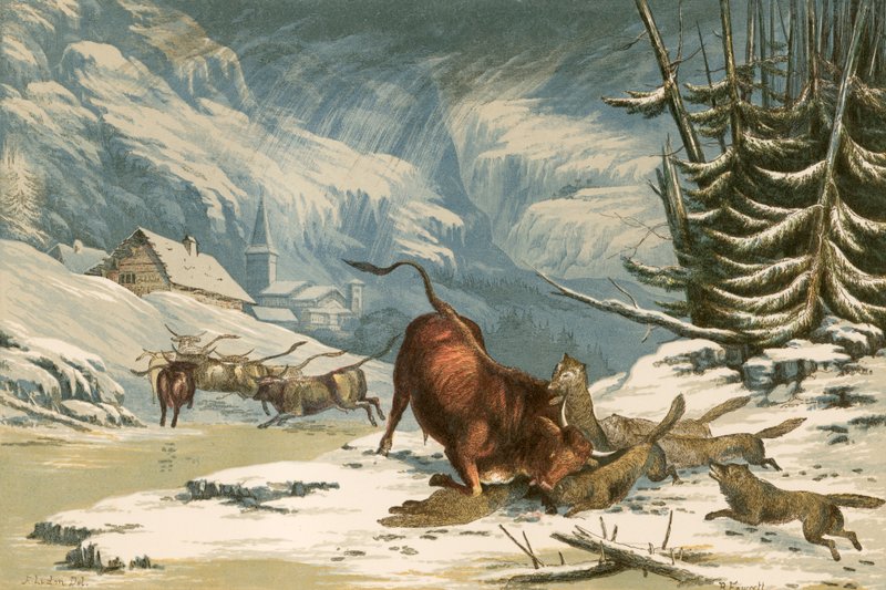 Illustration für Thomsons Wölfe im Winter von Alexander Francis Lydon