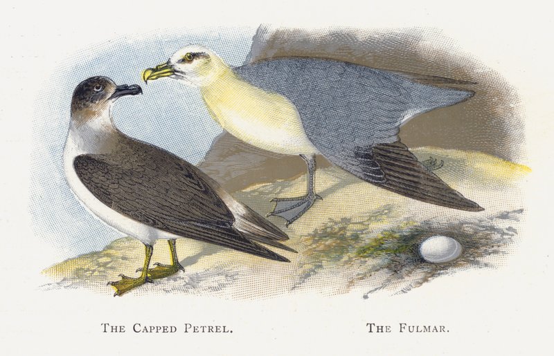 Der Kappensturmtaucher, Der Eissturmvogel von Alexander Francis Lydon