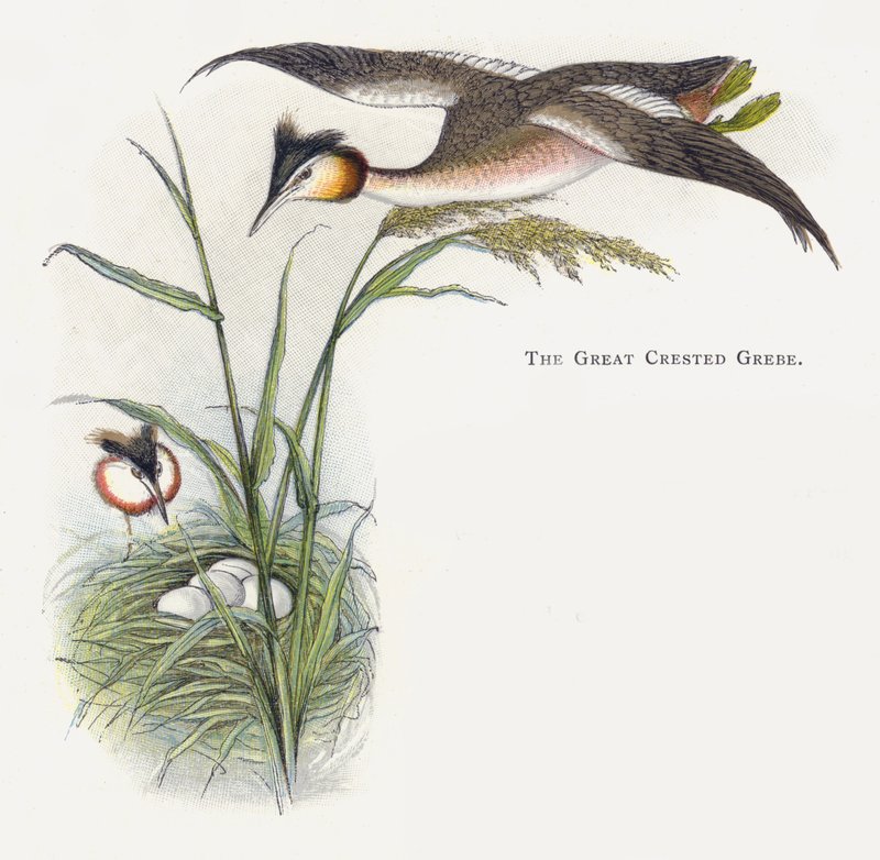 Der Haubentaucher von Alexander Francis Lydon