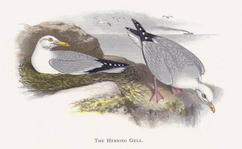 Die Silbermöwe von Alexander Francis Lydon