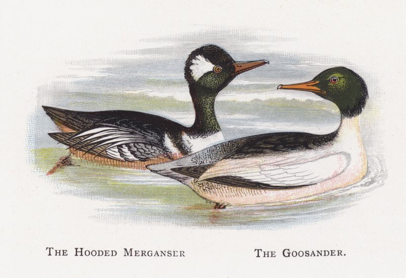 Die Kapuzenente, Der Gänsesäger von Alexander Francis Lydon
