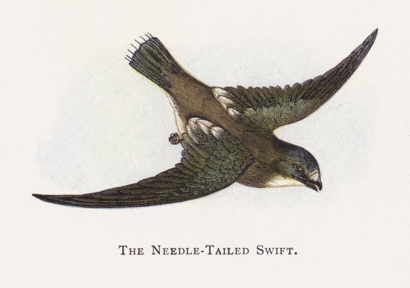 Der Nadelschwanzsegler von Alexander Francis Lydon