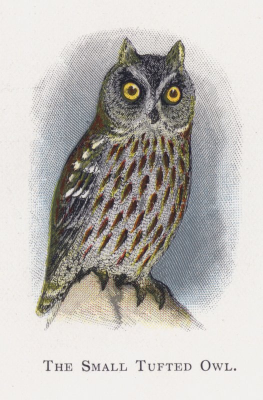 Die Kleine Büscheleule von Alexander Francis Lydon