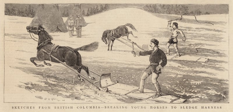 Skizzen aus British Columbia, junge Pferde an das Schlittenharness gewöhnen von Alfred Chantrey Corbould