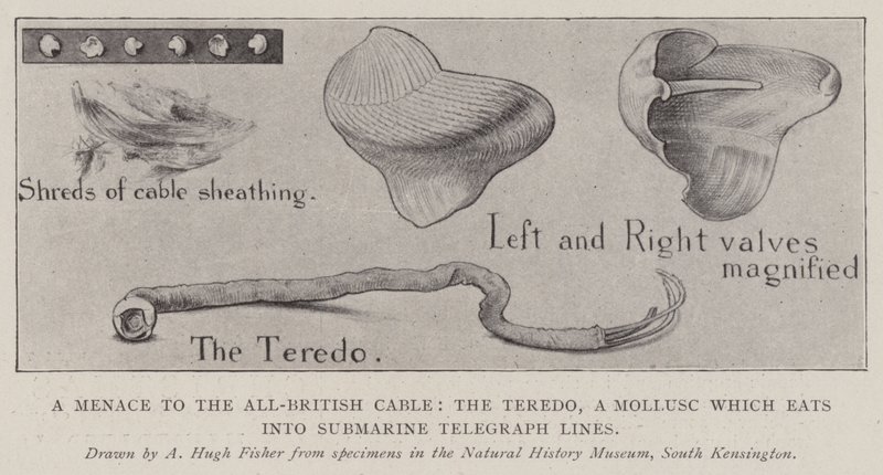 Eine Bedrohung für das All-British-Kabel, der Teredo, ein Weichtier, das in Unterseekabel frisst von Alfred Hugh Fisher