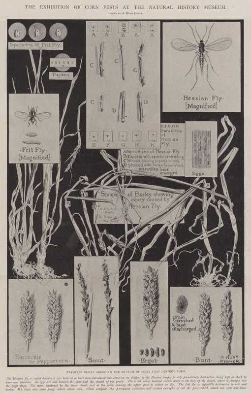 Die Ausstellung von Kornschädlingen im Naturhistorischen Museum von Alfred Hugh Fisher