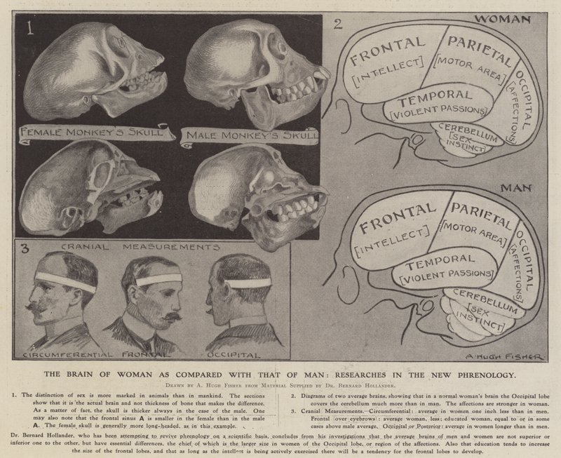 Das Gehirn der Frau im Vergleich zu dem des Mannes: Forschungen in der neuen Phrenologie von Alfred Hugh Fisher
