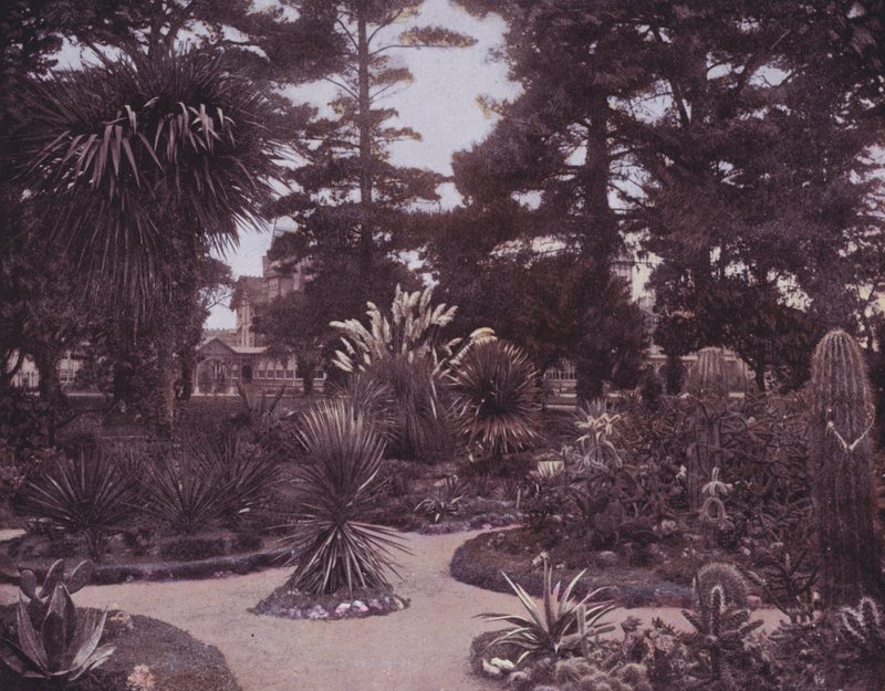 Ein Kaktusgarten in Südkalifornien (s/w Foto) von American Photographer (after)