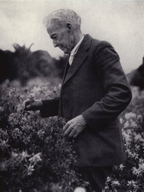 Luther Burbank unter seinen Blumen von American Photographer (after)