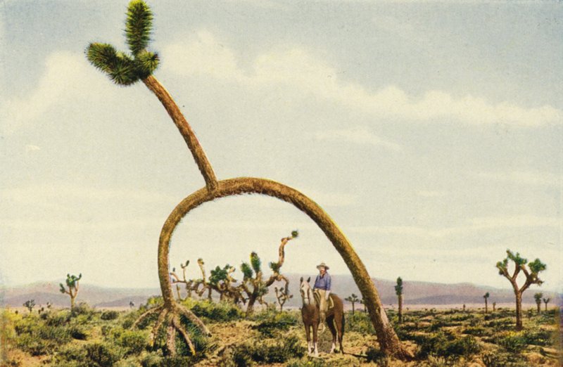 Ein riesiger Kaktus in der Mojave-Wüste von American Photographer