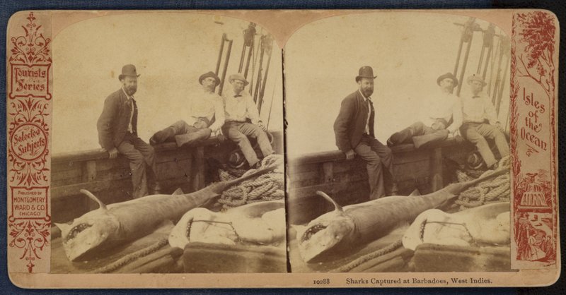 Haie gefangen in Barbados, Westindische Inseln von American Photographer