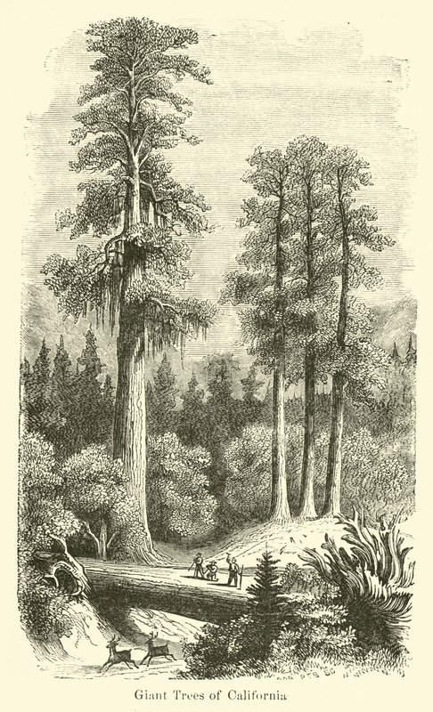 Riesige Bäume von Kalifornien von American School