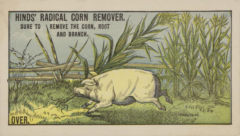 Schwein zieht Mais von American School