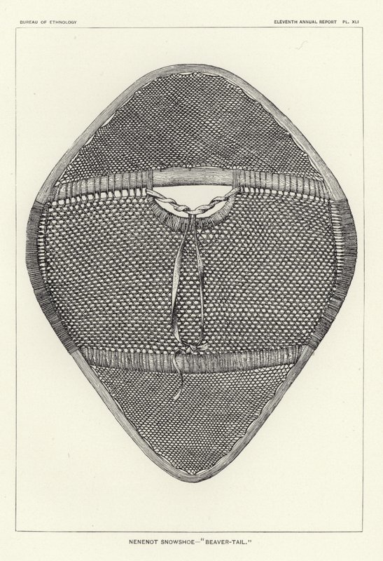 Nenenot-Schneeschuh - Biberschwanz von American School