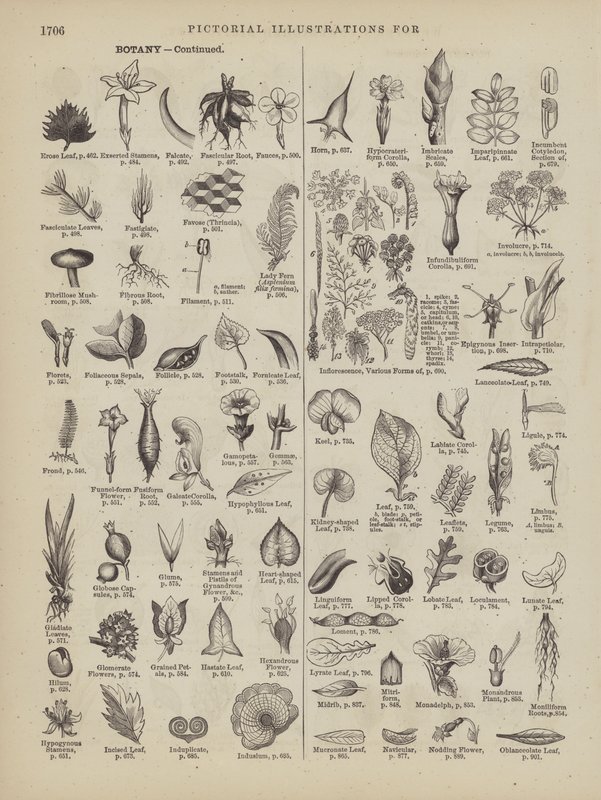 Seite aus Websters vollständigem Wörterbuch (George Bell) von American School